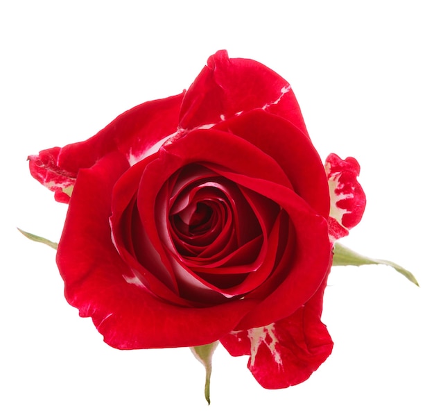 Red rose flower head isolated on white background cutout