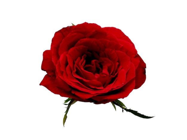 Photo red rose flower isolated on white background beautiful roses for flower frame or other decoration