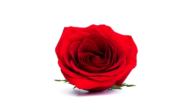 Red rose flower isolated on a white surface