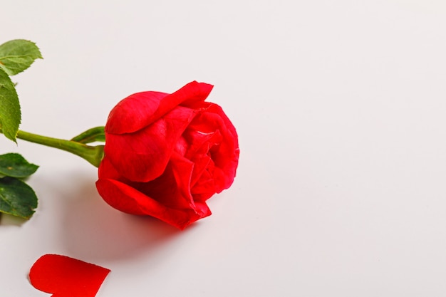 Red rose flower and little heart shape. valentine day concept