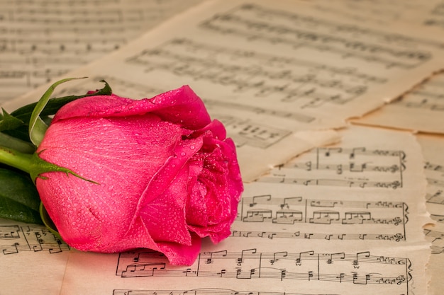 Red rose flower and music notes sheet