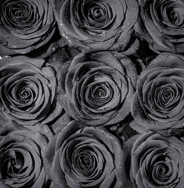 Лепестки красной розы Букет цветов свежая красная роза макросъемка красной розы Цветочный магазин Черно-белый