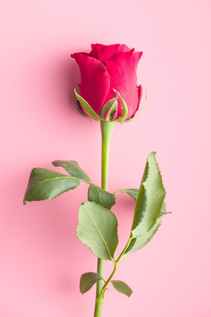 ピンクの背景に赤いバラの花
