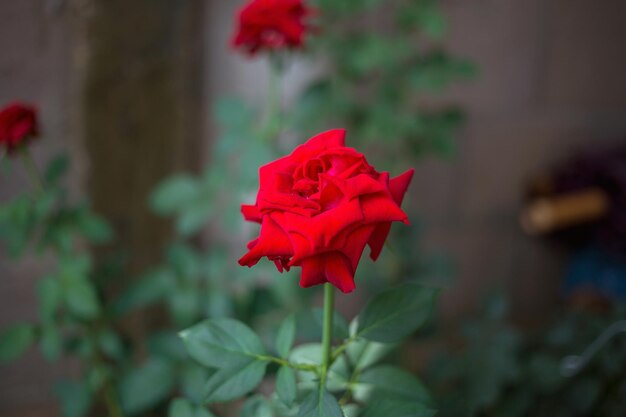 バラの木に赤いバラの花 赤いバラの背景のクローズアップ