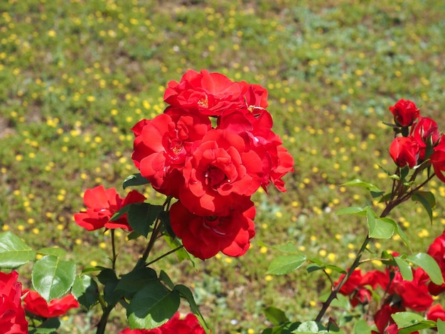 Red rose flower scient name Rosa