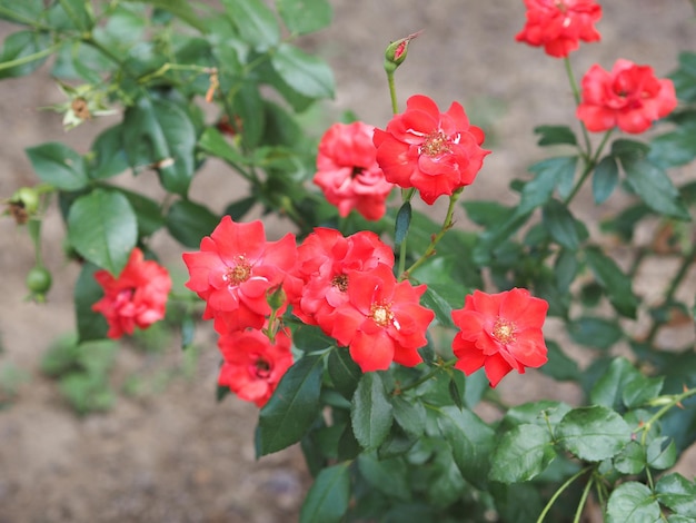 Red rose flower selective focus