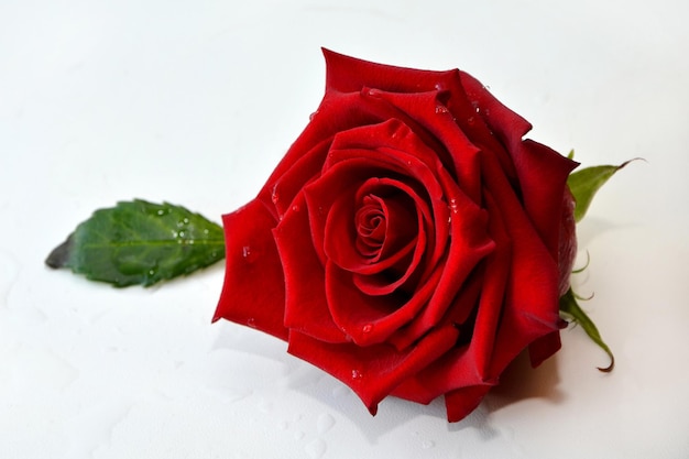 白い背景のクローズ アップの赤いバラの花