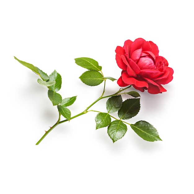 Red rose flower with stem and leaves Single object isolated on white background Clipping path