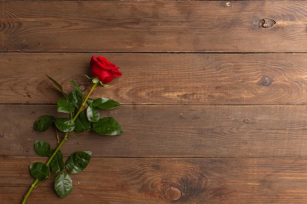 Red rose flower on wooden background copy space Postcard for Women's Day March 8 Birthday