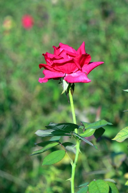 Red Rose Flower