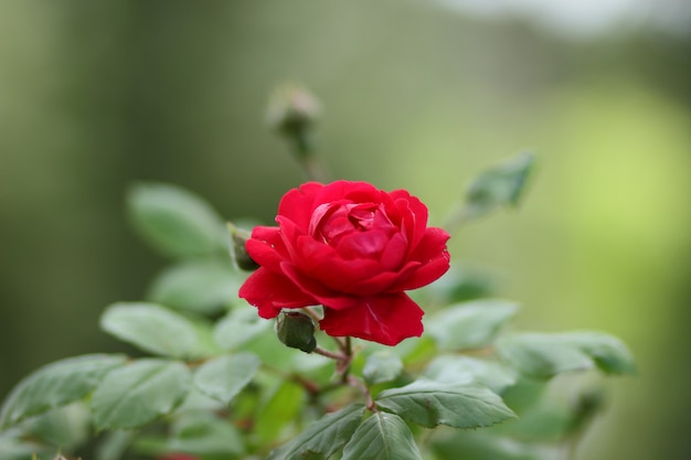 Rosa rossa. fioritura di rose rosse per san valentino. copia spazio