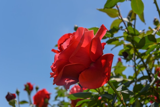 Red rose flowers on the bush in the garden