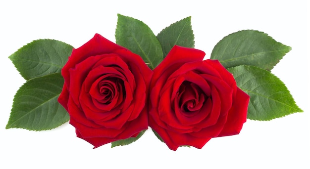 Red rose flowers and leaves arrangement isolated on white background, top view, design element for Valentines day