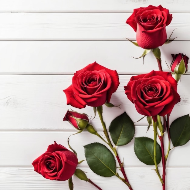 Red rose flowers over white wood background Romantic greeting card for Valentines Day