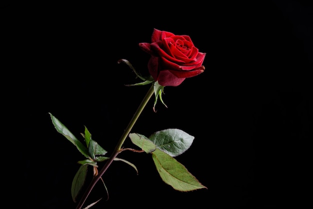 Red rose in front of black background