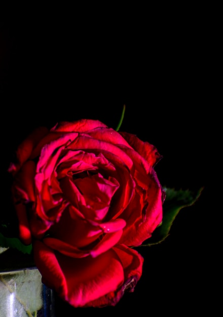 Red rose in full bloom with green leaves in a glass in studio light isolated on black background