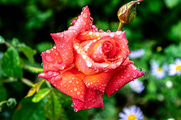 Foto rosa rossa nel giardino durante la pioggia