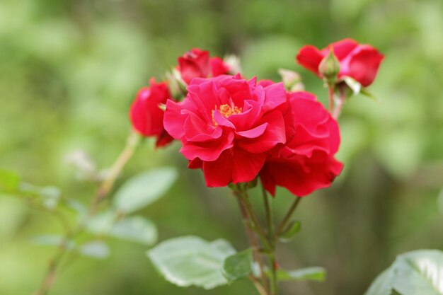 Red rose garden hybrid floribunda closeup Fantasy nature dreamy landscape Many red rosebuds grow in the garden