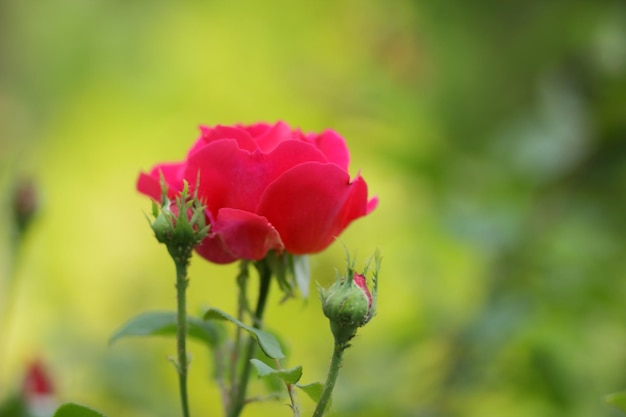 Red rose garden hybrid floribunda closeup Fantasy nature dreamy landscape Many red rosebuds grow in the garden