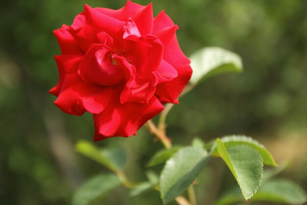 Photo red rose garden hybrid floribunda closeup red rose bushes in a city park as a background for valentine's day blooming red rose in the garden