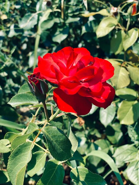 Red rose in the garden Selective focus Toned