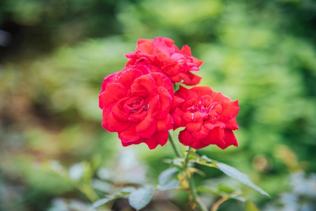 Foto rosa rossa nel giardino con bokeh per san valentino.