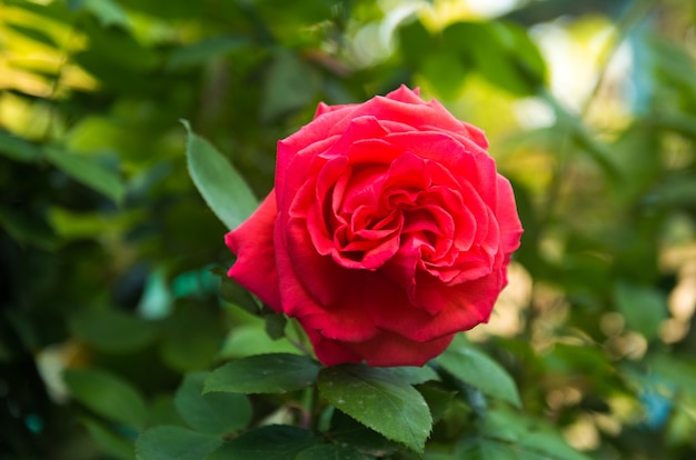 Rosa rossa in giardino