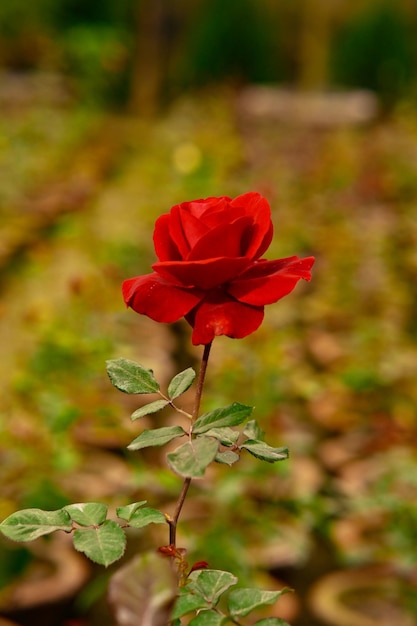 Red Rose in the garden