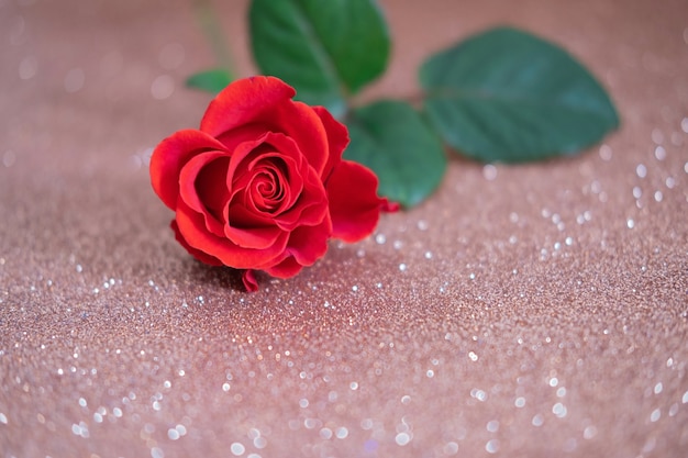 Red rose on glitter paper. Holiday celebration.