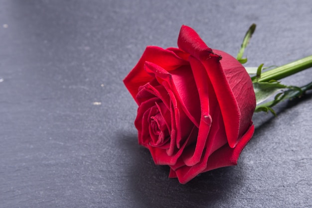 Red rose on greay background