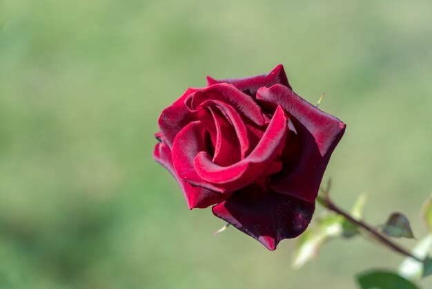 Red Rose growing in Romania