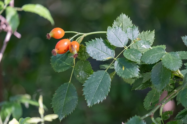 Photo red rose hips of dog rose rosa canina commonly known as the dog rose