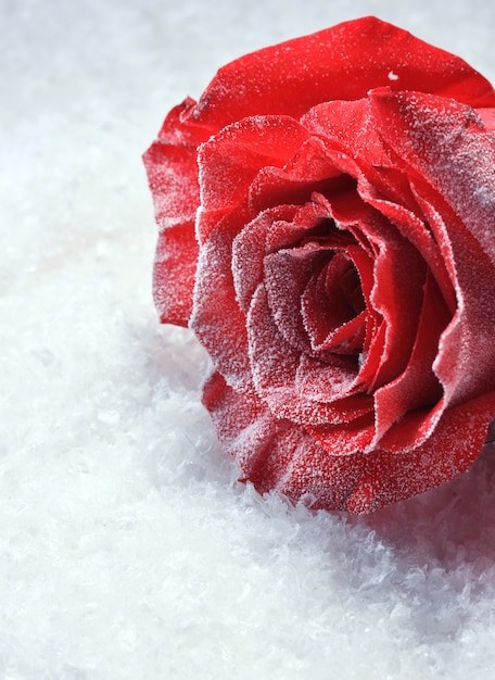 Red rose in ice on snow background