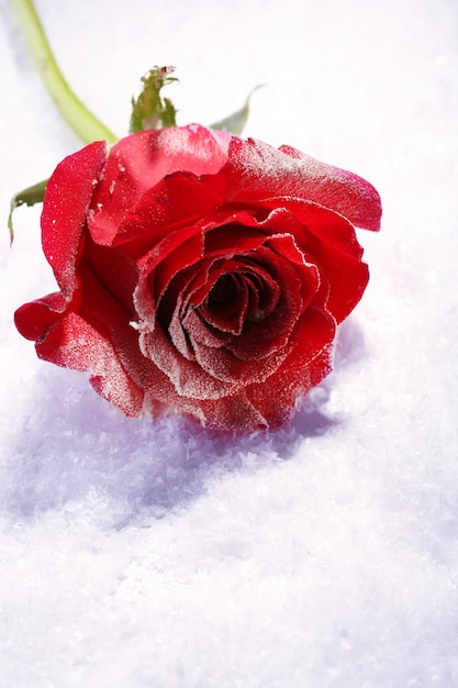 Red rose in ice on snow background