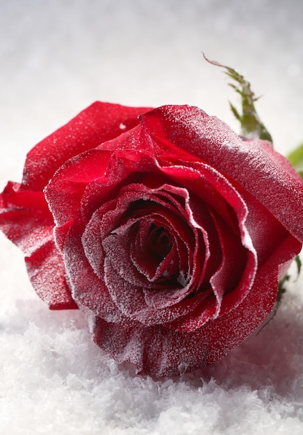 Red rose in ice on snow background