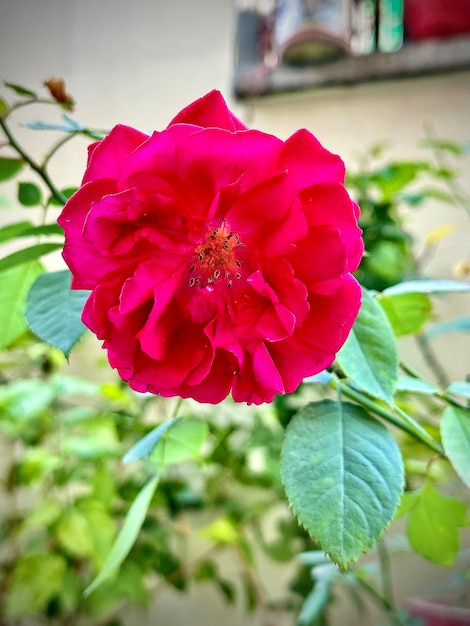 A red rose is blooming in front of a green leaf