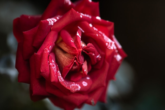 The red rose is covered with frost on an early frosty morning.