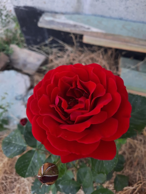 A red rose is in a garden