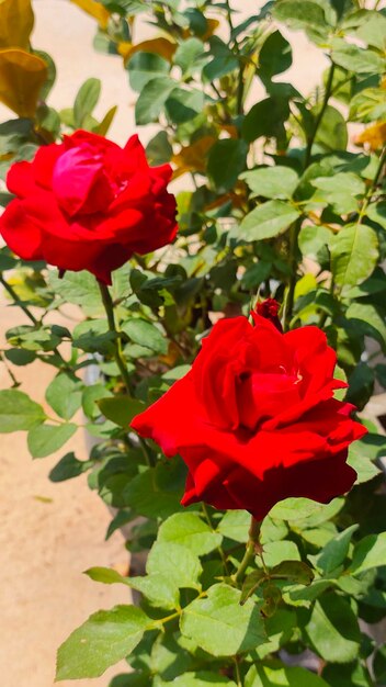 A red rose is in a garden.