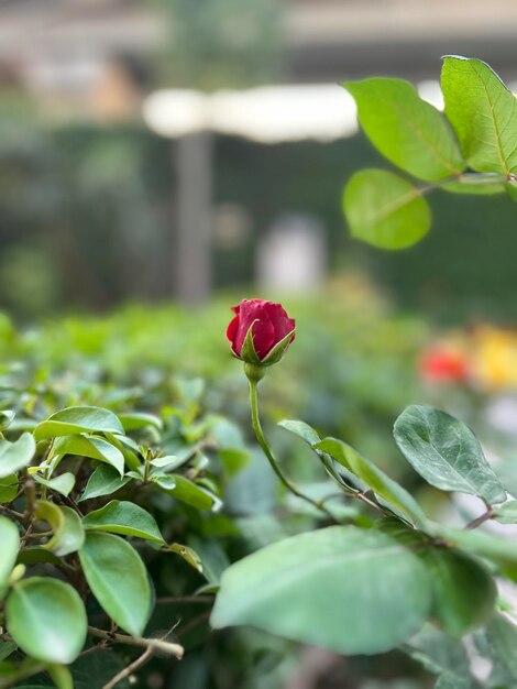 Photo a red rose is in a green garden with other plants