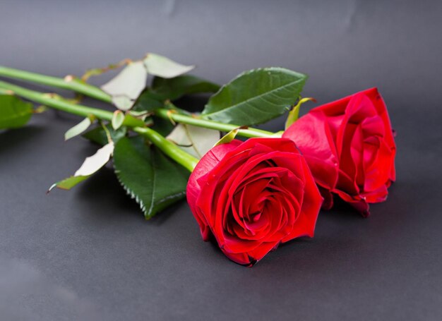 A red rose is laying on a black background.