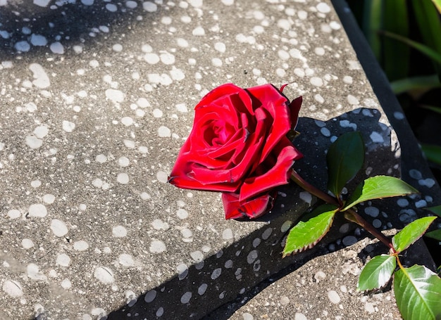 A red rose is placed on a stone slab.