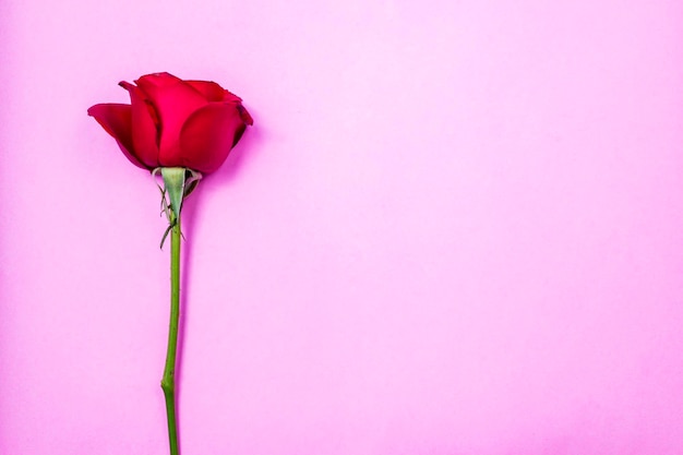 A red rose isolated in front of pink bakground