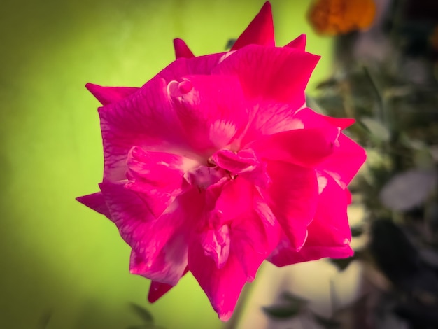 Red rose isolated on green background