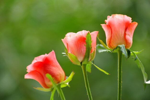 Red rose isolated on a green background