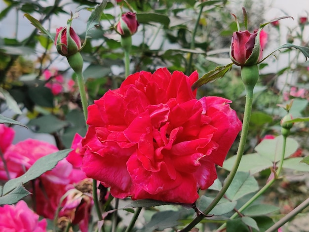 Красная роза изолирована на естественном фоне.