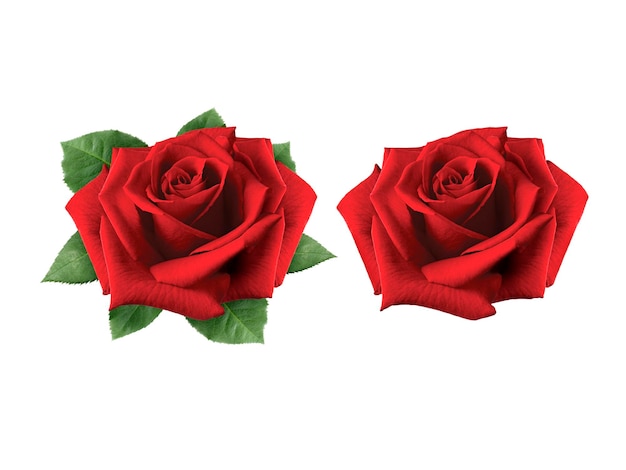 Red rose isolated on white background Valentines day concept