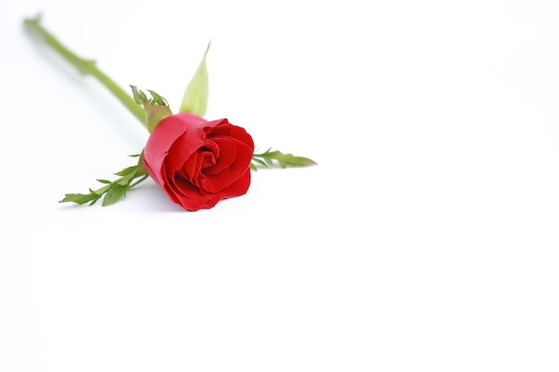 Rosa rossa isolata su sfondo bianco con copia spae