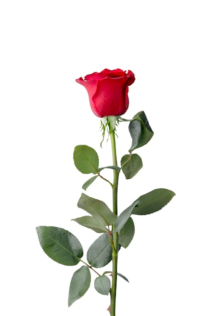 Red rose isolated on white background