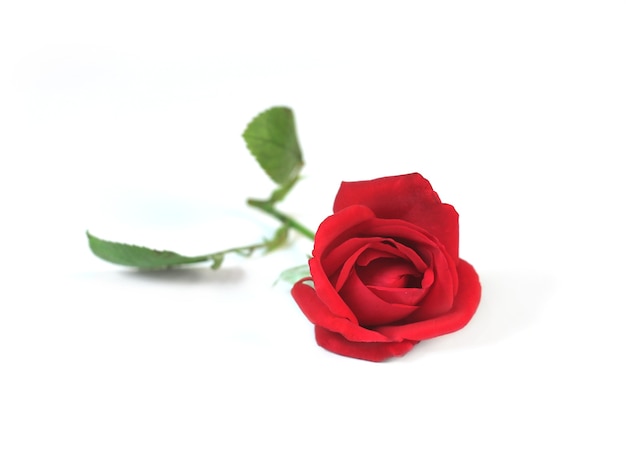 Red rose isolated on a white background